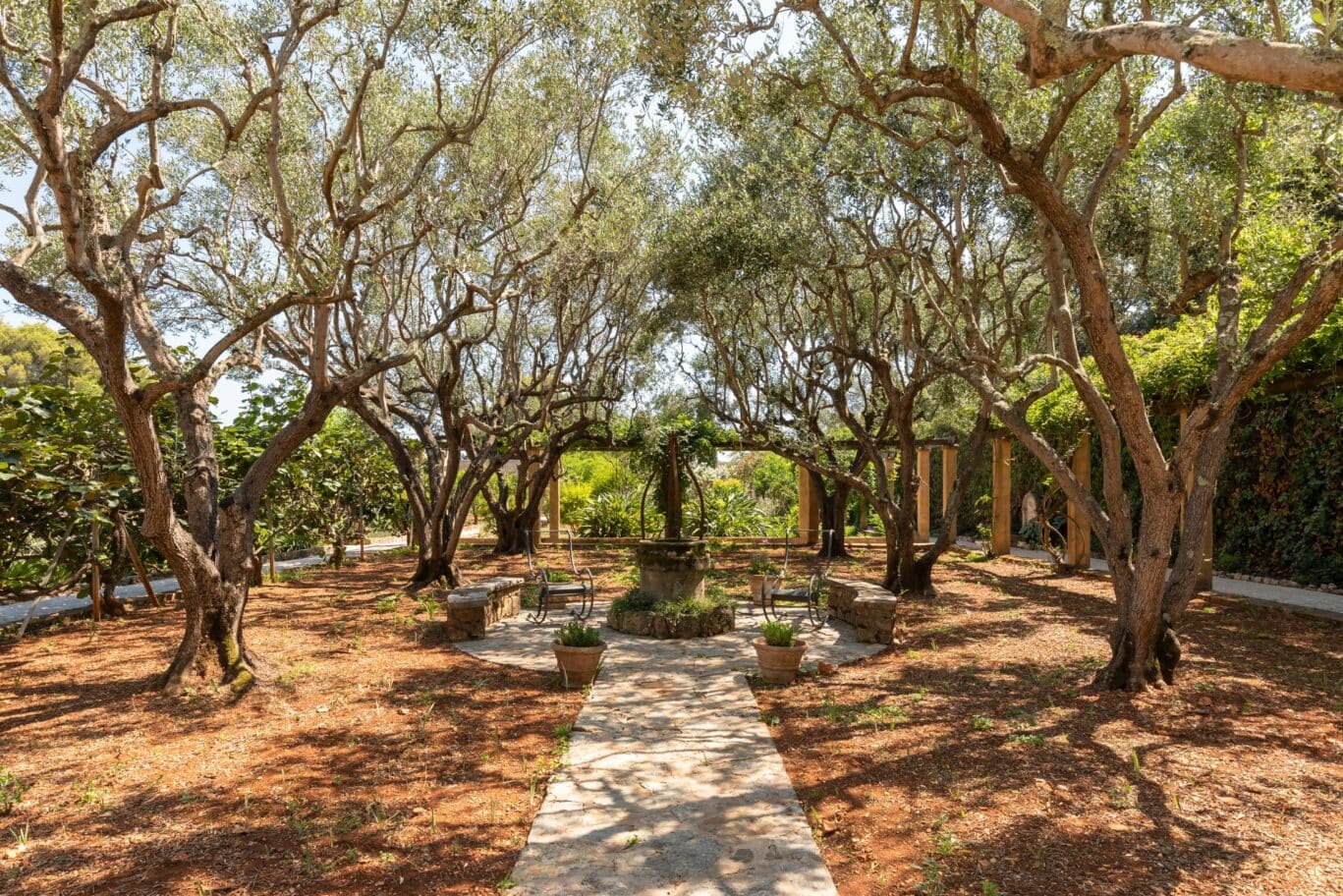 Twisted branches grown in the Meditterrean heat, the perfect reading spot. Le Grand Jardin, Cannes