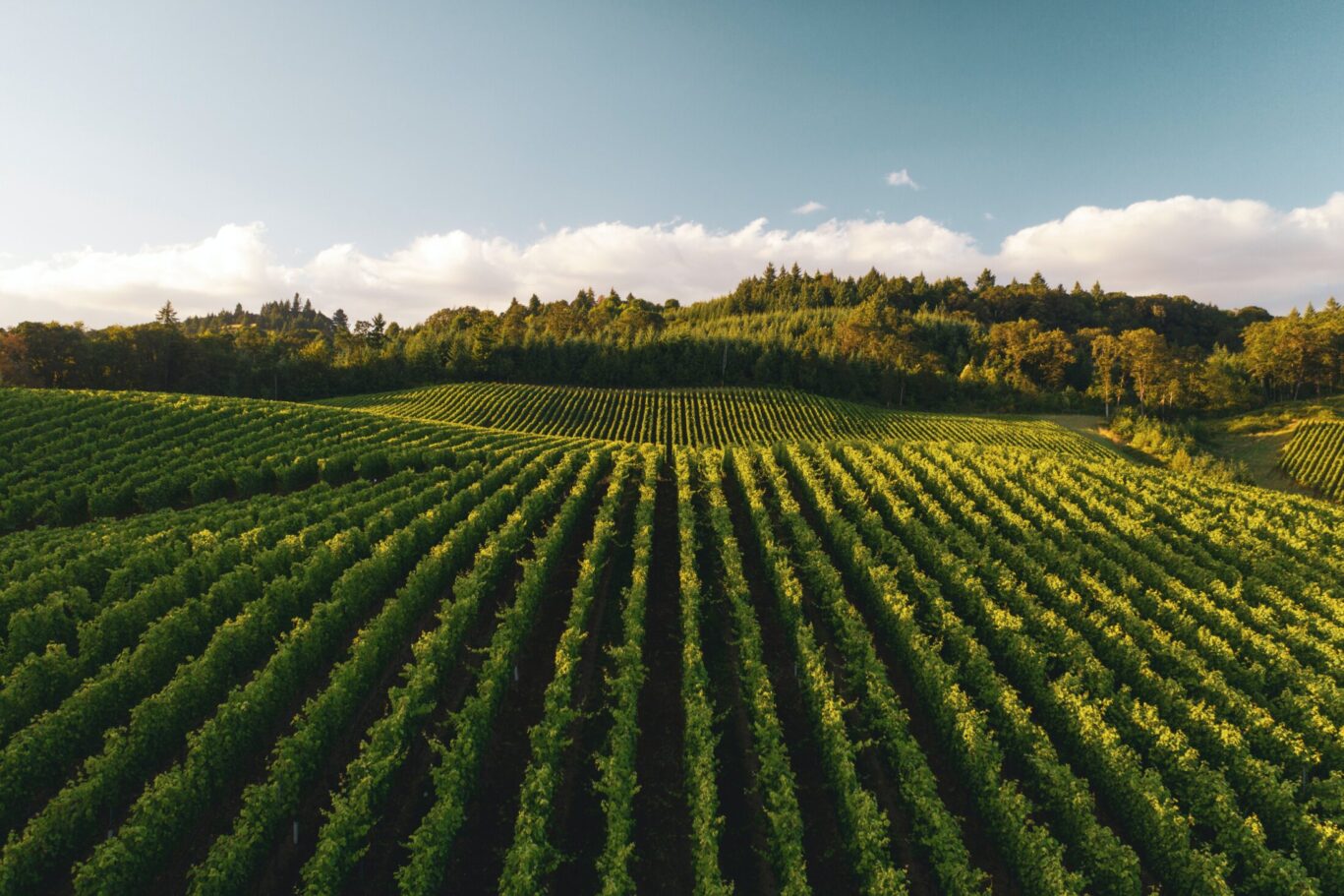 Vineyard and blue sky