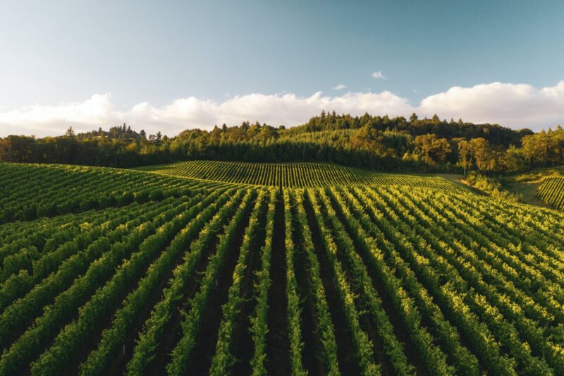 Vineyard and blue sky