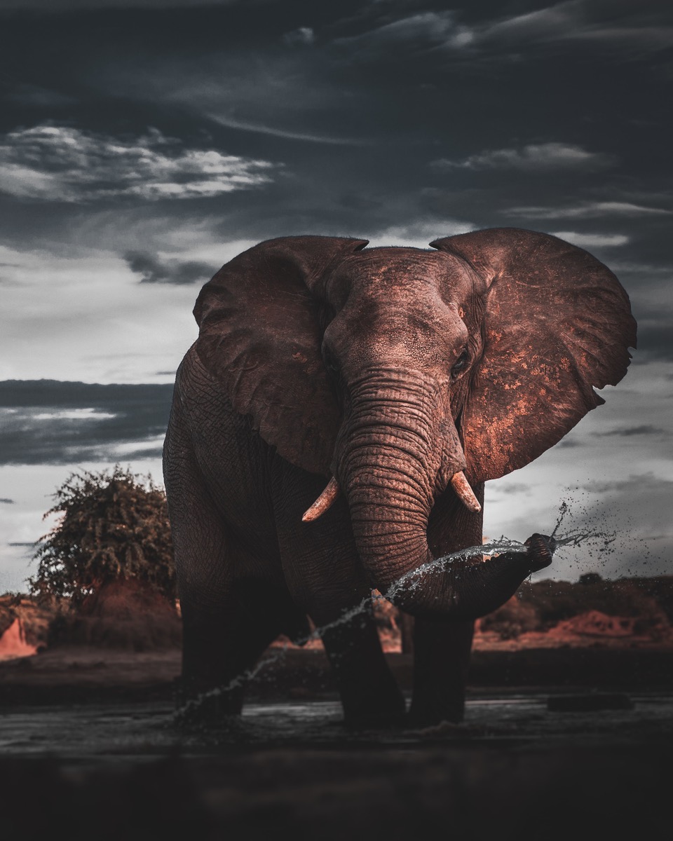 See African elephant flicking water with our tailored travel experiences