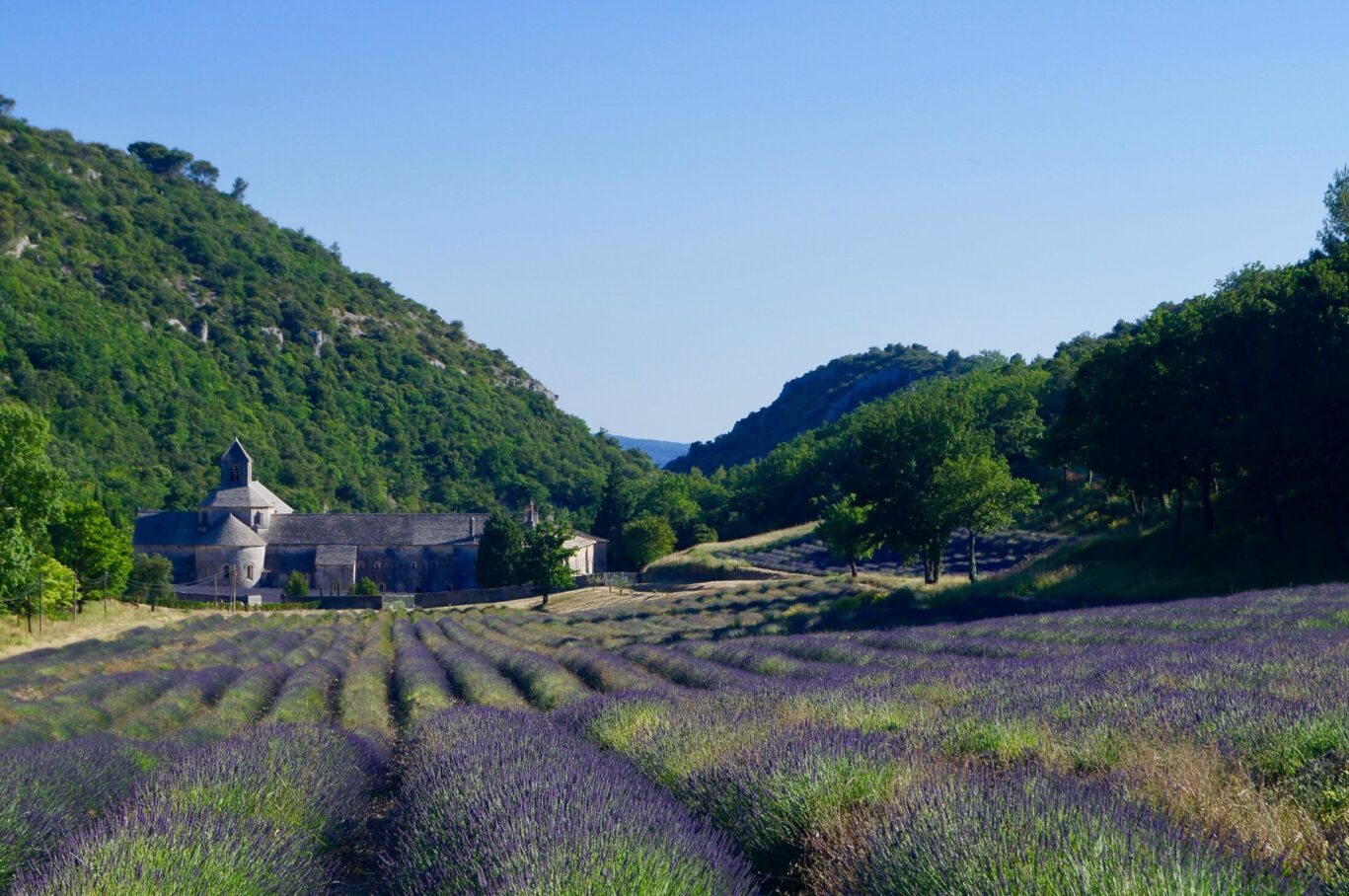 Provence lavender