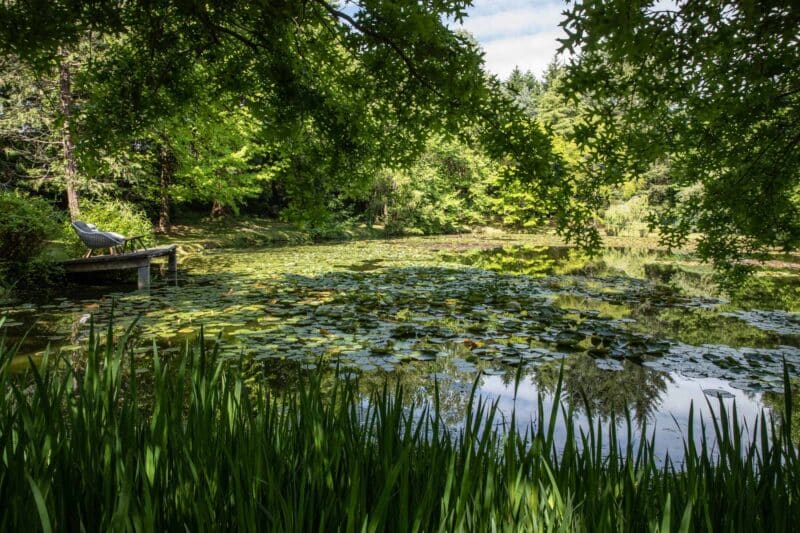 Beautiful pond in nature during summer at luxury home countryside