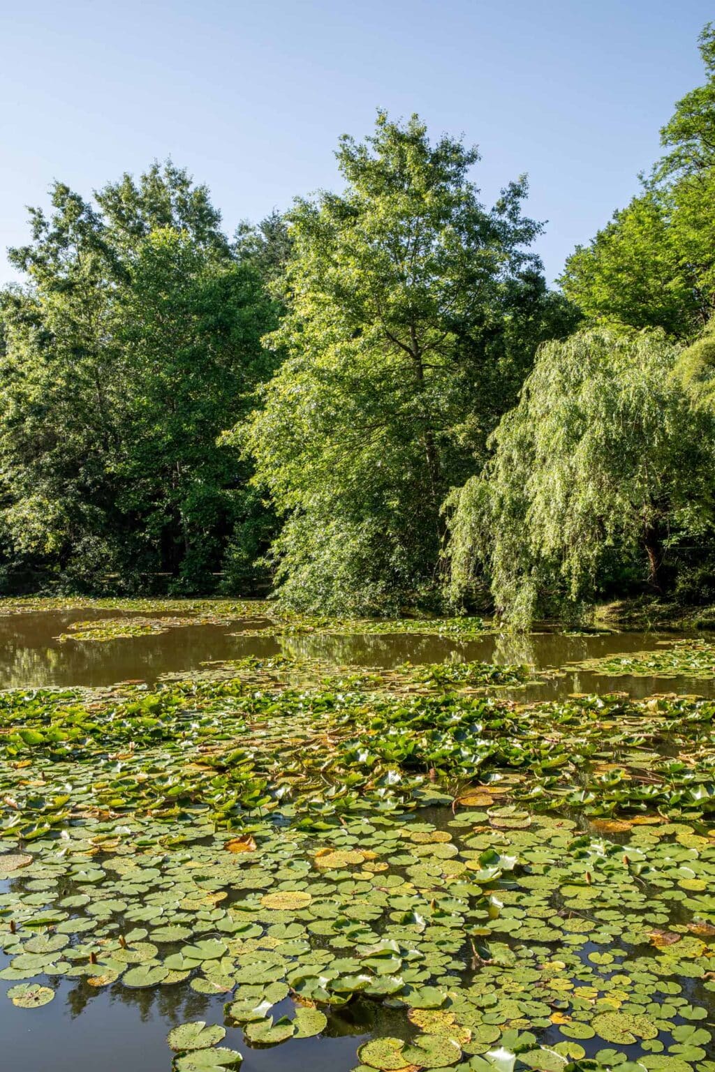 Château-Calme-Lily-Pond-Canton