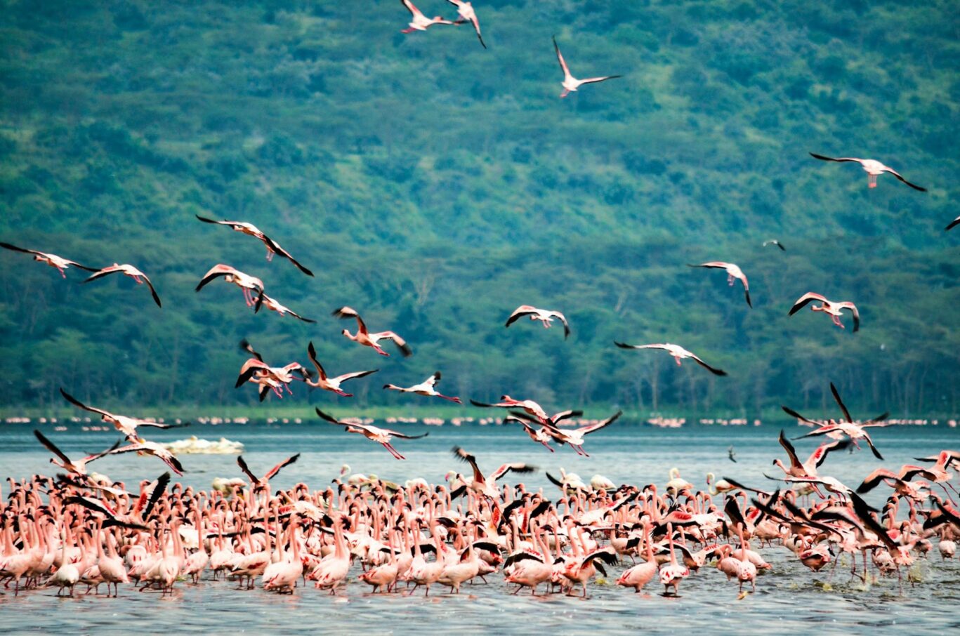 Manyara Park