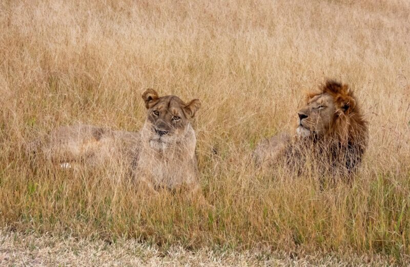Northern-Tanzania-experience-016