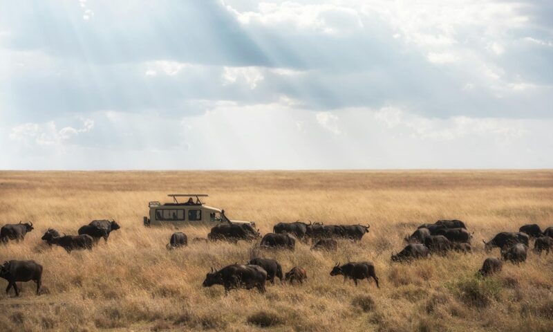 Northern-Tanzania-experience-034