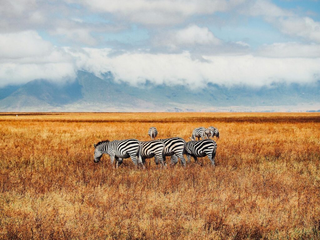 Northern-Tanzania-experience-035