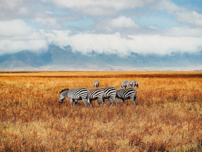 Northern-Tanzania-experience-035
