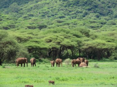 Northern-Tanzania-experience-039
