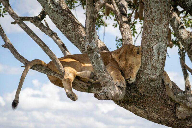 Northern-Tanzania-experience-040